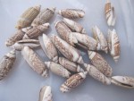 OLIVA GIBBOSA 
